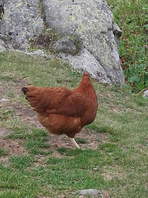 A Cordon Entre Bois Et Nature Bagian luar foto